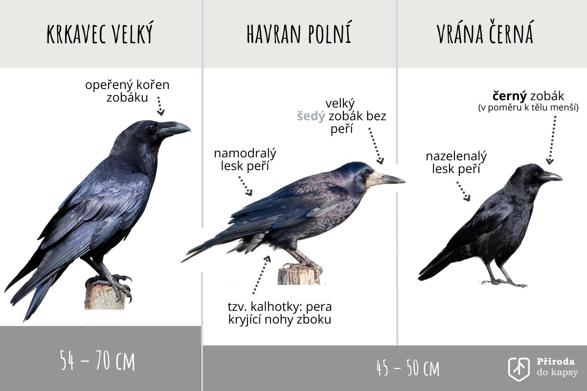 Jak poznat krkavce?