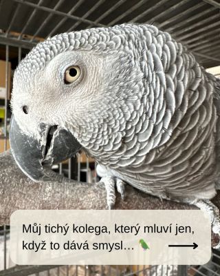 Moje pracovní dny bývají tiché a klidné. Většinu času trávím sama, obklopená knihami, ilustracemi a vůní papíru 🌿 Ale...