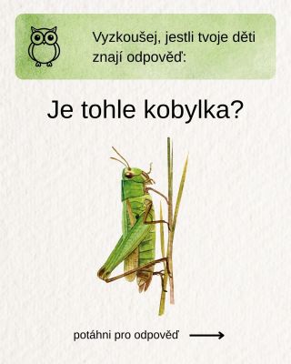 🦗 Kobylka a saranče jsou úplně odlišné druhy. Na louce nejčastěji potkáme saranče, ale většina lidí jim říká prostě a...